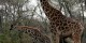 Tanzanie - 2010-09 - 261 - Serengeti - Girafes